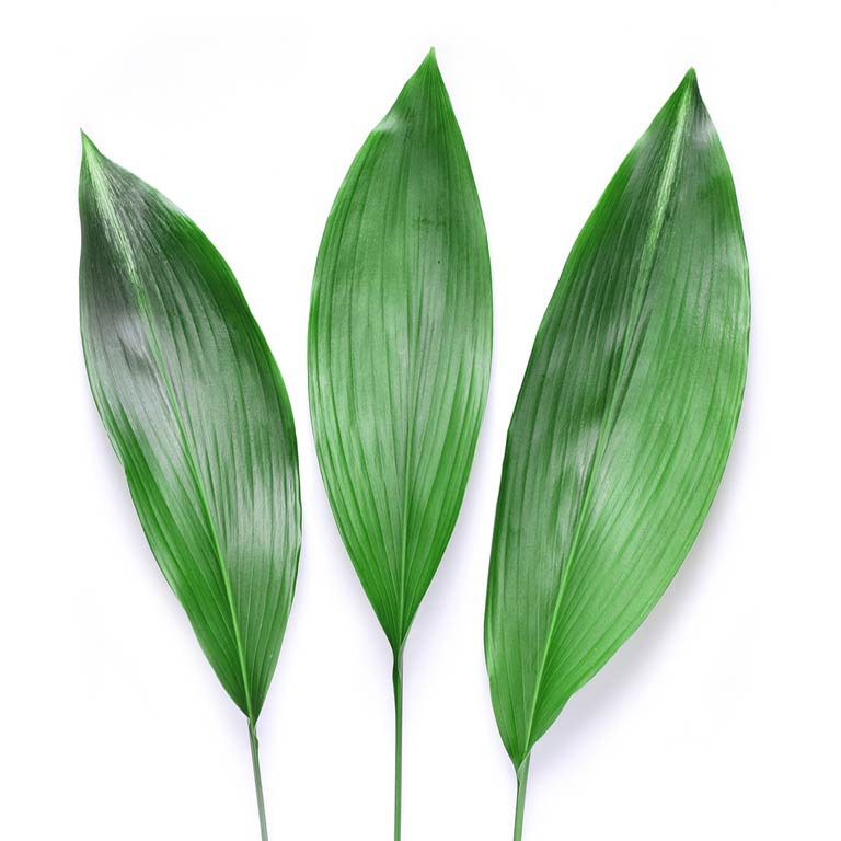 aspidistra