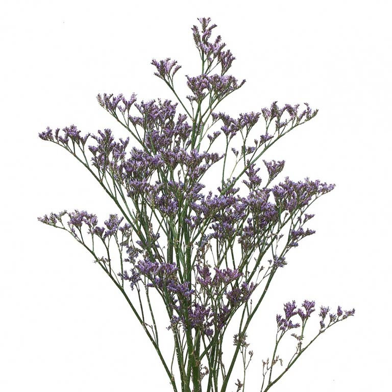 limonium